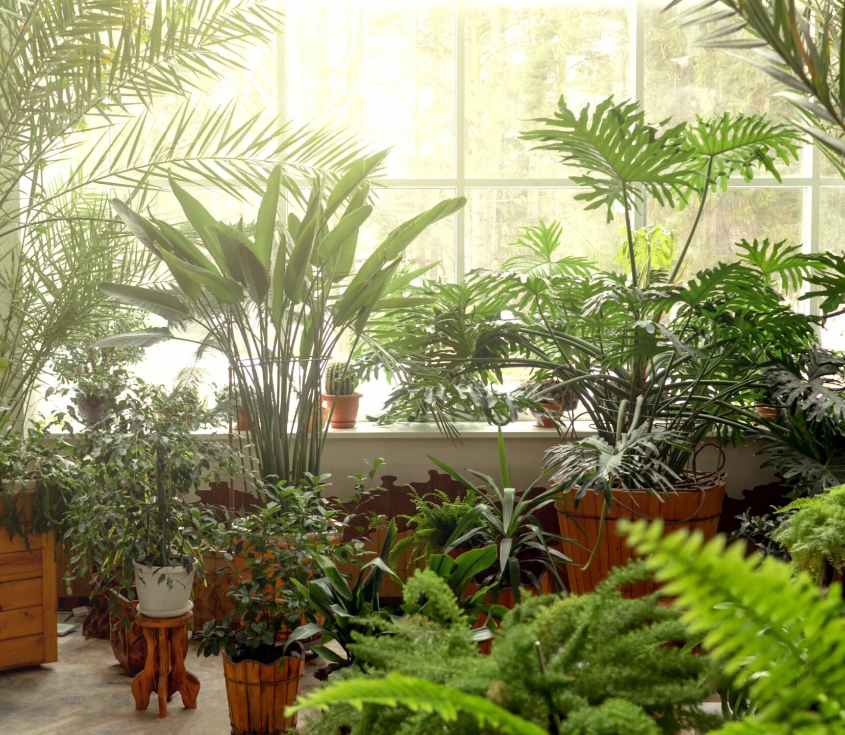 Piante da interno