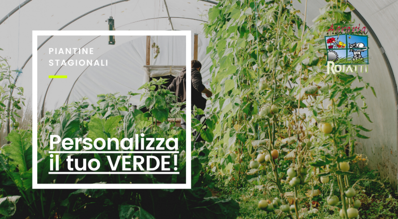   Vendita piante stagionali a Udine – occasione vendita piante a fioritura stagionale a Udine