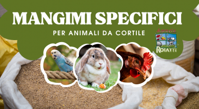 offerta vendita mangimi naturali animali da cortile udine occasione vendita semi becchimi per ornitologia udine