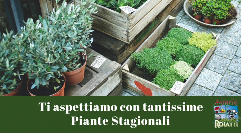 Offerta vendite piante stagionali Udine – Occasione vendita pianete da esterno ed interno Udine
