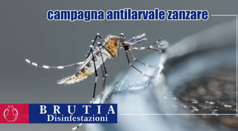 OCCASIONE CAMPAGNA ANTILARVALE COSENZA - PROMOZIONE DISINFESTAZIONI LARVE ZANZARE COSENZA