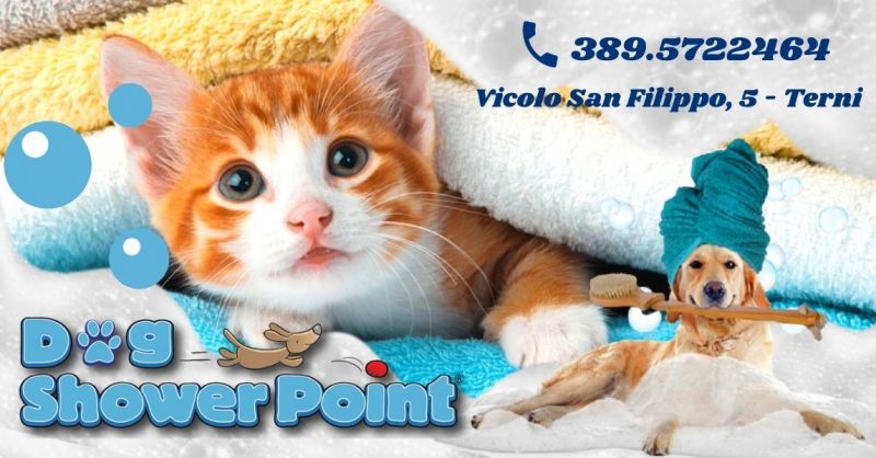 Offerta Servizio toelettatura gatti professionale - Occasione toeletta per cani con operatore Terni