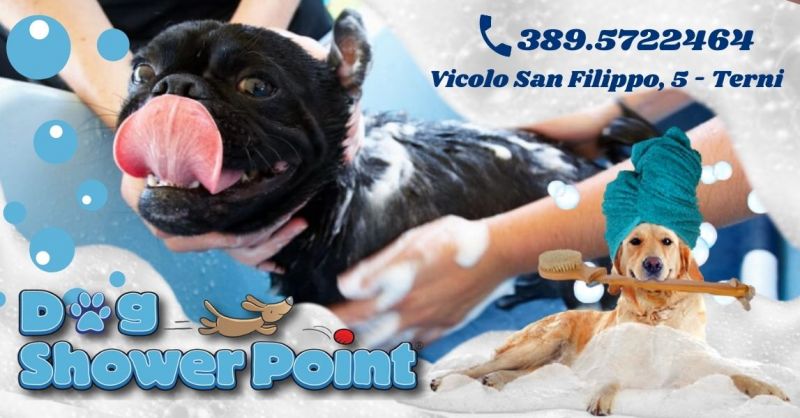 Offerta Servizio professionale tosatura gatto - Occasione lavaggio cani self service a Terni