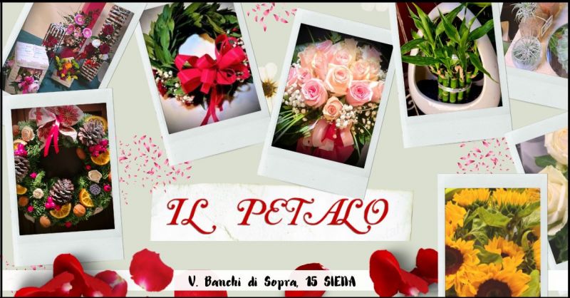 occasione piante e fiori per addobbi o regali Siena - IL PETALO