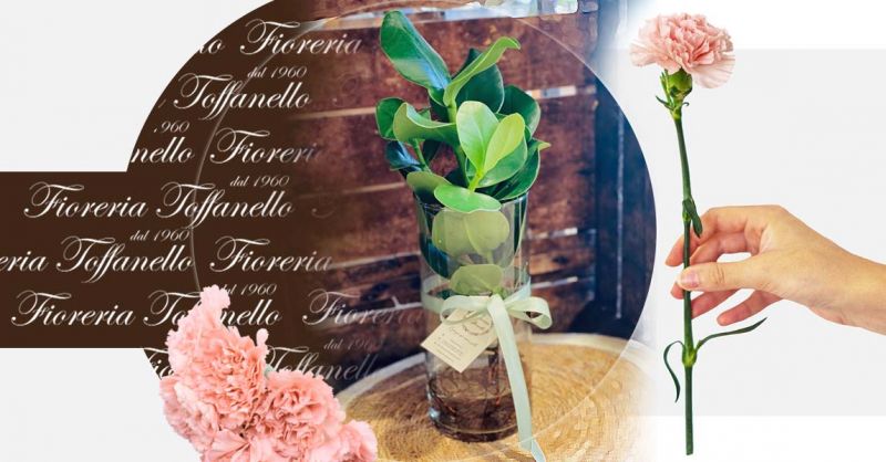 Offerta Clusia Rosea Piante in cultura Idroponica in vaso di vetro Vicenza