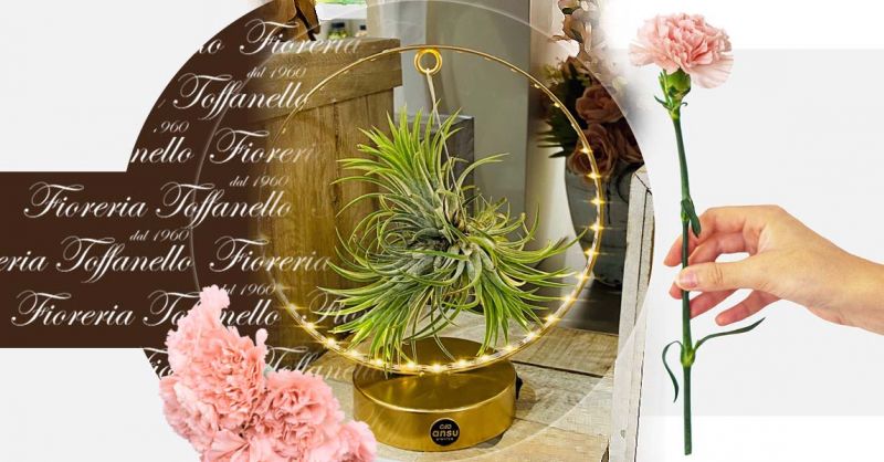 Occasione Vendita Tillandsia xerographica Pianta aerea Pianta dell'aria con Supporto base a led