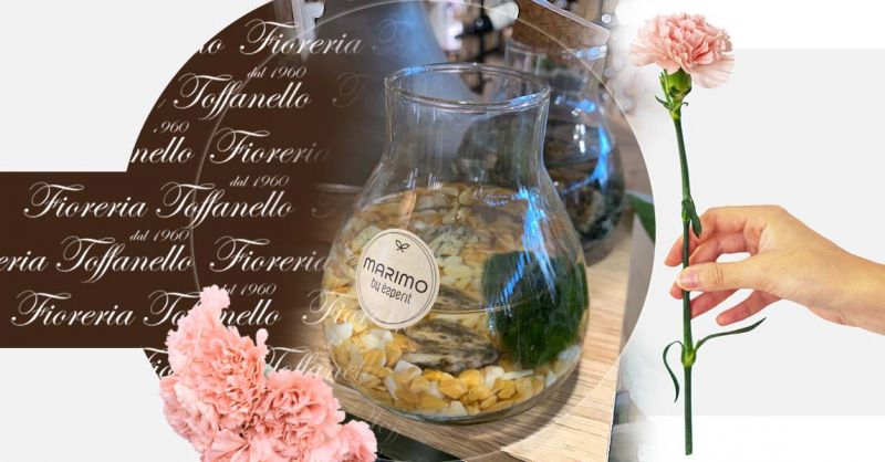 Offerta Idea Regalo Marimo Alga degli innamorati porta