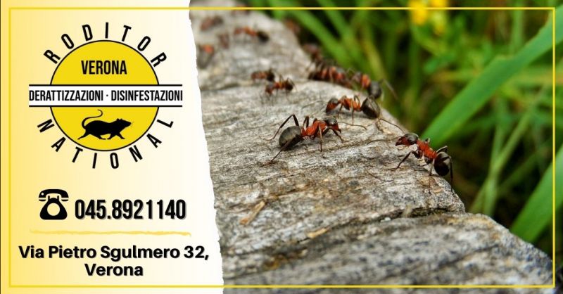 Offerta servizio disinfestazione formiche provincia Verona - Occasione disinfestazione zanzare giardino Mantova
