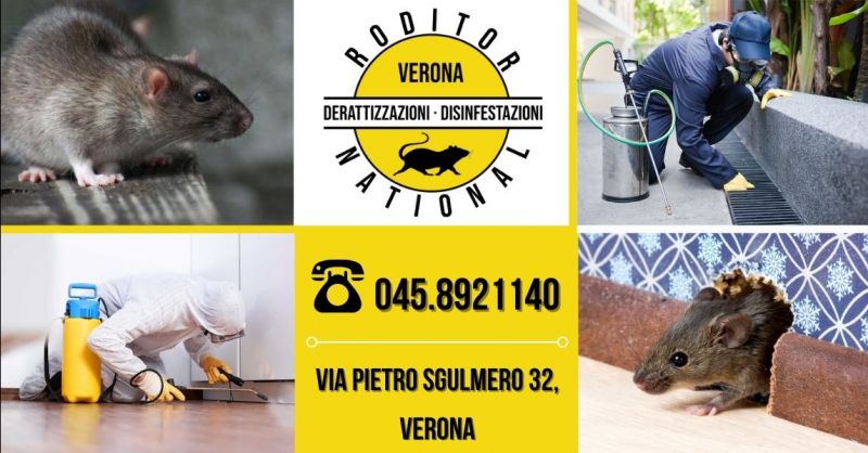 Offerta ditta professionale di derattizzazione Mantova - Occasione impresa di disinfestazione topi provincia Mantova