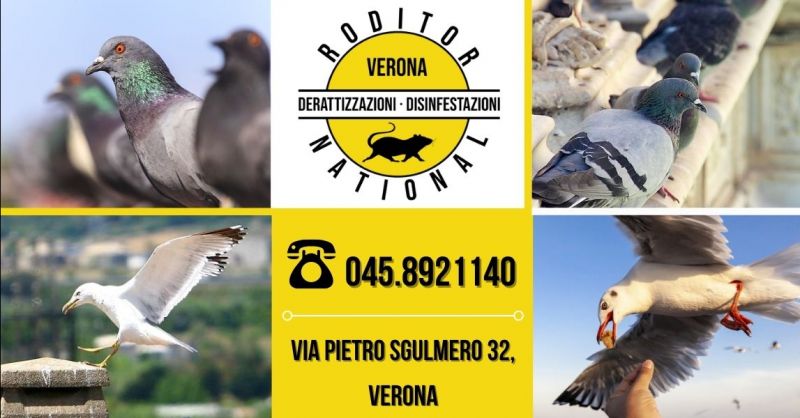 Offerta sistemi di allontanamento volatili provincia Mantova - Occasione ditta specializzata allontanamento piccioni
