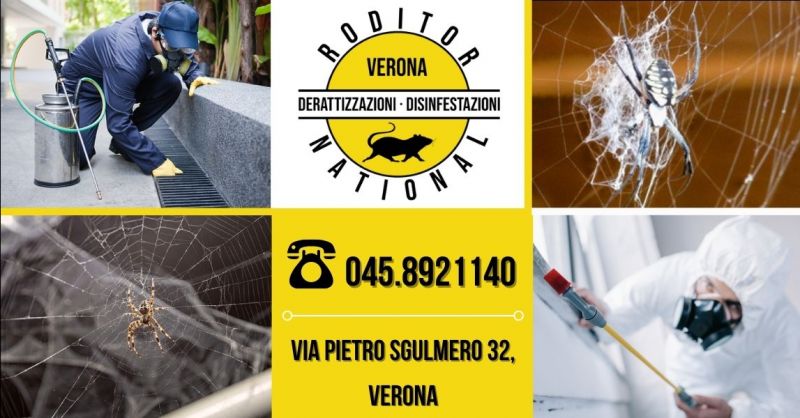 Offerta disinfestazione professionale da ragni - Occasione servizio disinfestazione ragni provincia Verona