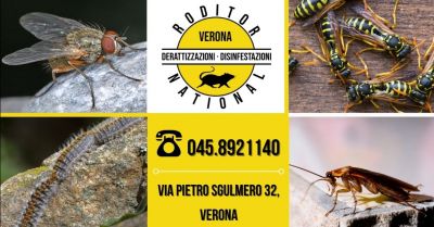 offerta servizio disinfezione professionale ambienti occasione disinfestazione mosche zanzare vespe provincia verona