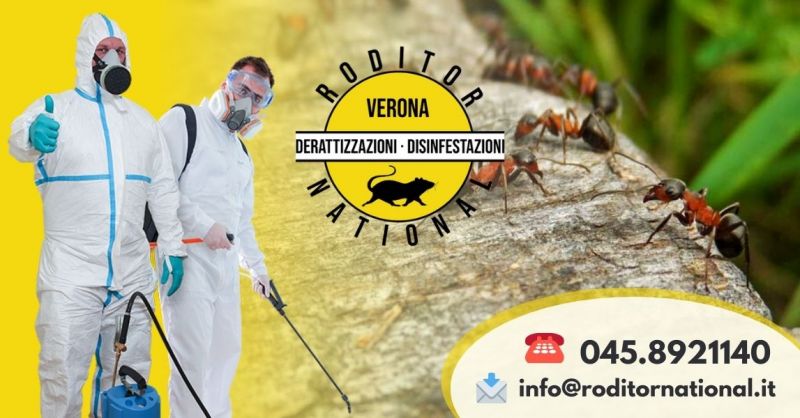 Offerta Intervento disinfestazione formiche in casa - Offerta rimedi infestazione formiche Verona