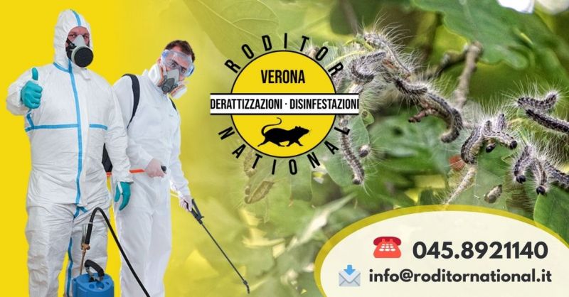 Offerta Servizio di disinfestazione processionaria a Verona - Occasione disinfestazione ragni in casa