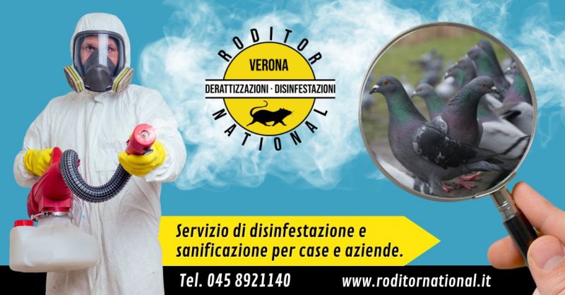 Offerta trova la migliore azienda specializzata in allontanamento uccelli piccioni Verona e limitrofi