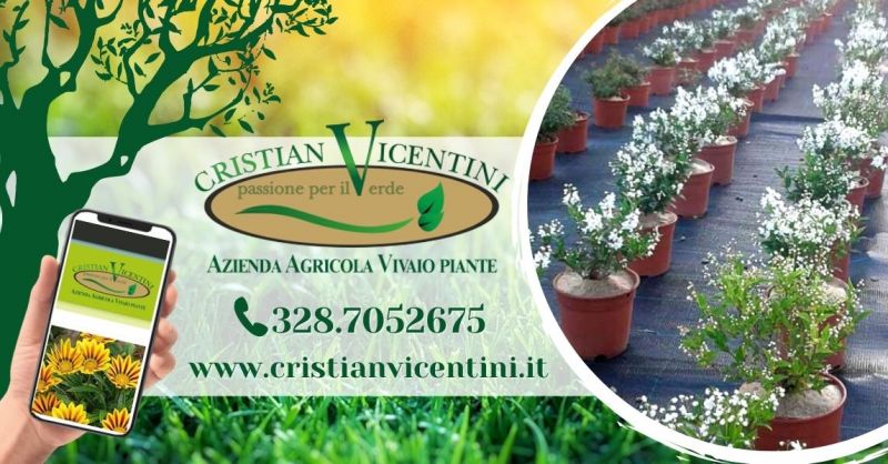  Offerta produzione e vendita piante ornamentali - Occasione servizio potatura taglio siepi provincia Verona