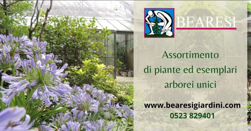 offerta vendita piante uniche e alberi di specie diverse