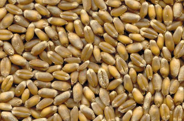 Grano Tumminia