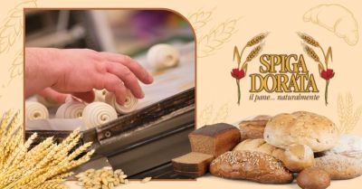 spiga dorata offerta fornitori di pane fresco per grande distribuzione verona e provincia
