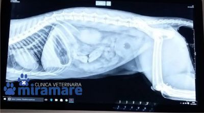 clinica veterinaria miramare offerta radiografie veterinarie cucciolo cane trieste