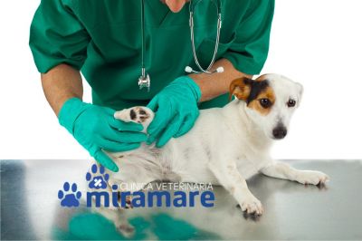 clinica veterinaria miramare offerta tecarterapia veterinaria trieste