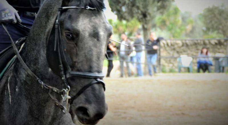  Offerta corsi di equitazione e dressage - Promozione passeggiate a cavallo Puglia