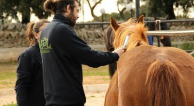  addestramento cavalli murgesi in puglia da 3 generazioni