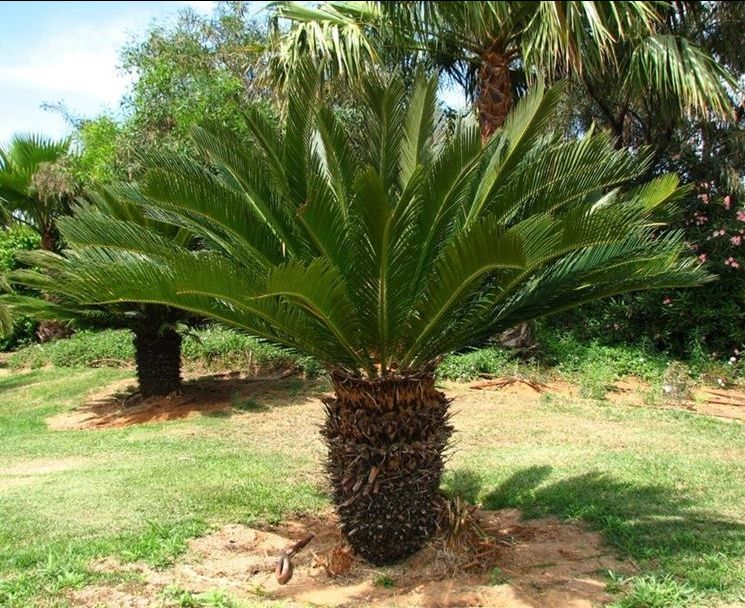 offerte piante tropicali e palme assortite forte marmi-promozione piante tropicali e palme