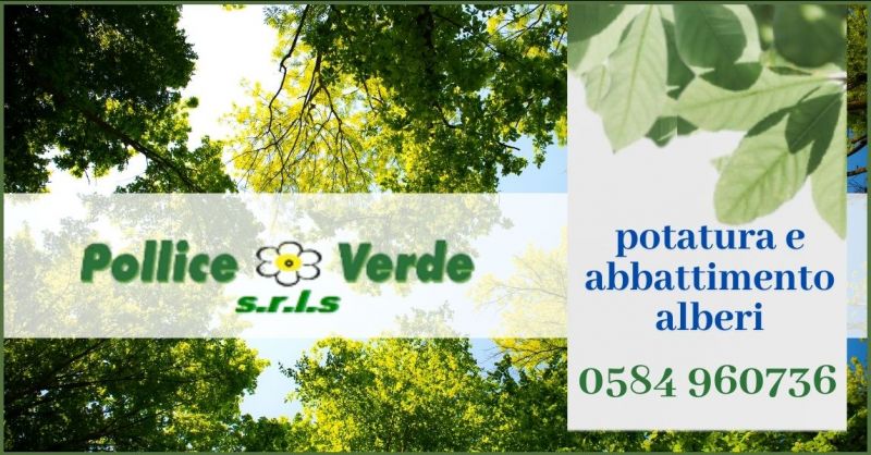 offerta servizio di potatura e abbattimento alberi TREE CLIMBING Versilia - POLLICE VERDE