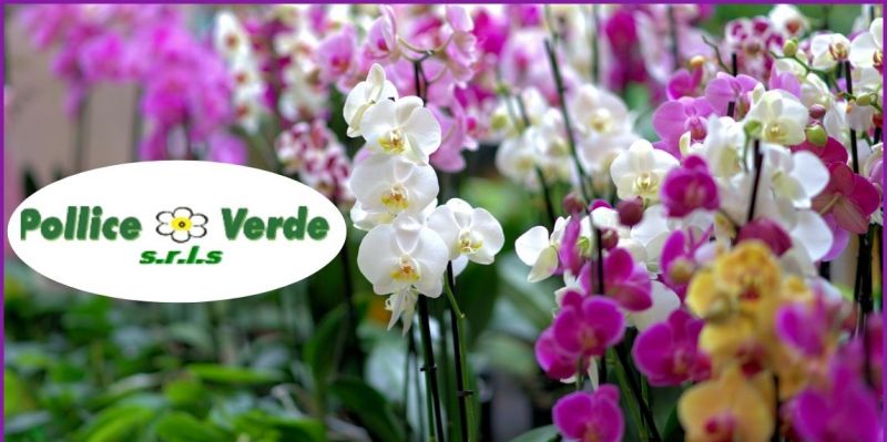  promozione vivaio vendita orchidee di diverse specie Lucca e Versilia - POLLICE VERDE