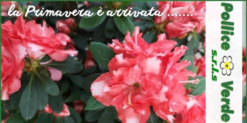  Offerta vendita fiori e piante Versilia - occasione regali di nozze Versilia e Lucca