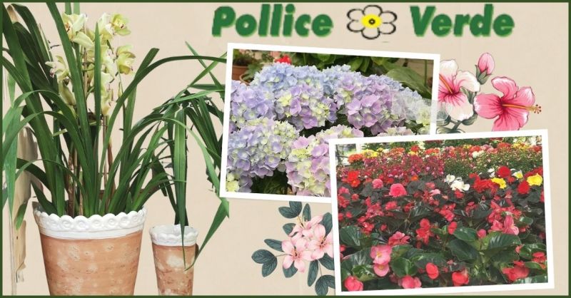 offerta fiori e piante anche a domicilio Versilia  - promozione giardino primavera Versilia e Lucca