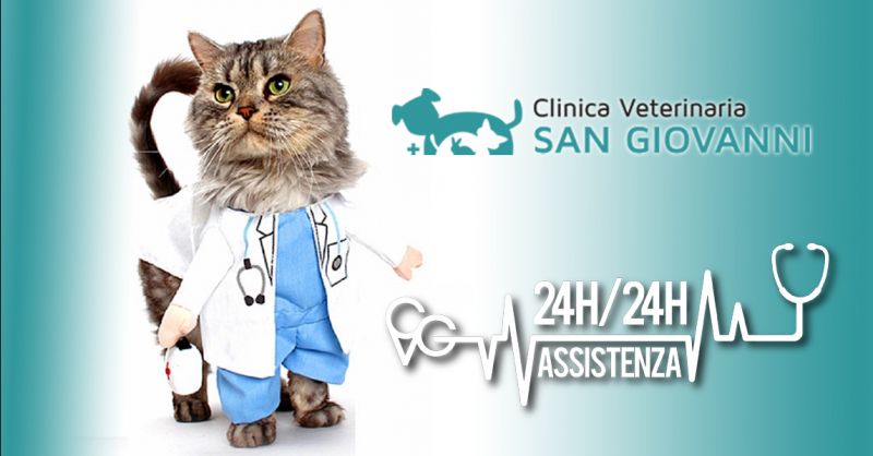 Offerta chirurgia Veterinaria - Occasione servizio degenza veterinaria post operazione Roma
