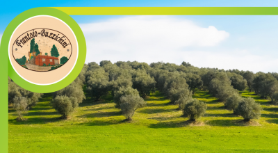 offerta vendita olio extravergine di oliva sangiustino occasione produzione olio extravergine di oliva sangiustino
