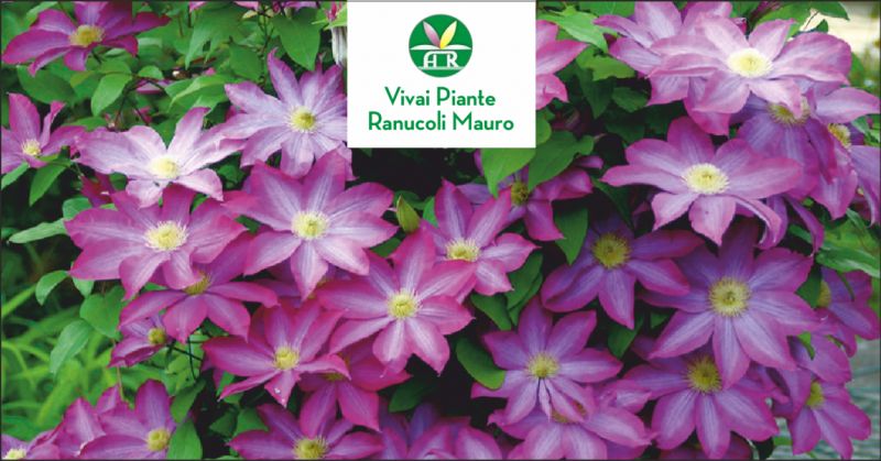 ranucoli vivai offerta manutenzione parchi pubblici - occasione lavori di giardinaggio