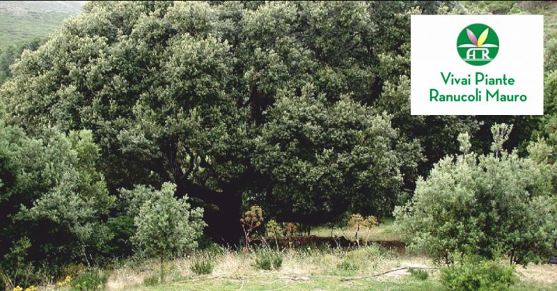 ranucoli piante offerta potatura alberi ad alto fusto - occasione potatura siepi