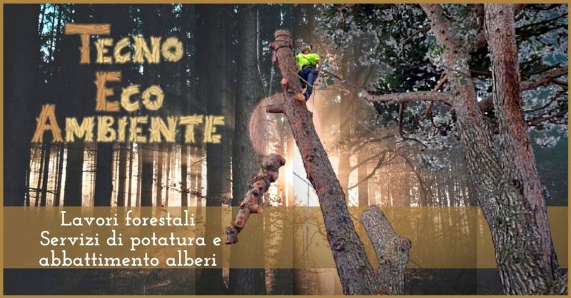 Servizi di potatura e abbattimento alberi in Versilia - manutenzione del verde Lucca