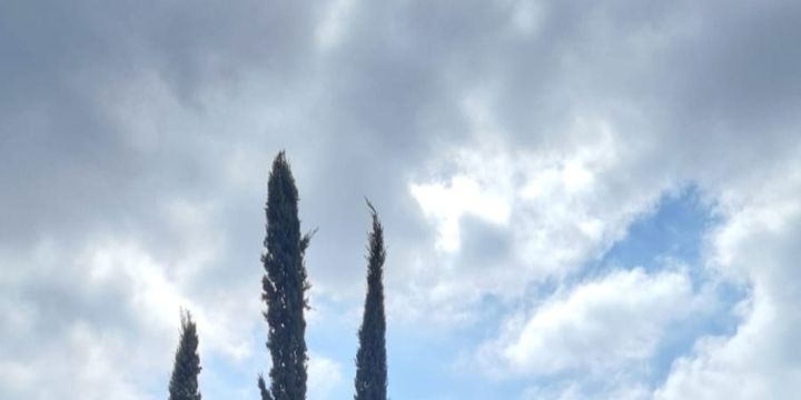 TECNOECOAMBIENTE Piantumazione alberi e piante, manutenzione giardini