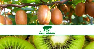 offerta produzione piante di kiwi occasione vendita pianta da frutto kiwi