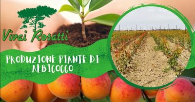 offerta trova azienda che produce piante di albicocco occasione fornitura piante di albicocco italia