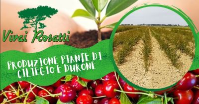 vivai rosatti offerta azienda specializzata nella produzione piante di ciliegio e durone