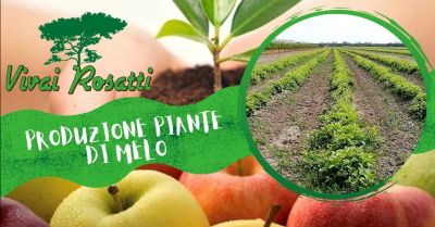 offerta i migliori produttori di piante di melo occasione vendita e produzione piante di melo italia