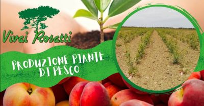 offerta azienda specializzata produzione piante di pesco polpa bianca gialla rossa italia