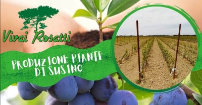 offerta la migliore azienda che produce piante susino occasione servizio produzione piante di susino italia