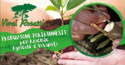 offerta produzione portainnesti per aziende agricole occasione servizio realizzazione innesti per vivaisti