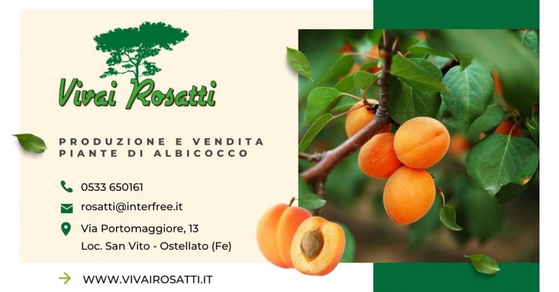 Offerta Produzione e vendita piante di albicocco Italia - Occasione vendita piante di albicocche Italia