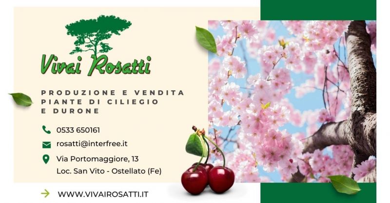 Offerta Produzione e vendita piante di Ciliegio Italia - Occasione fornitura piante di Durone Italia