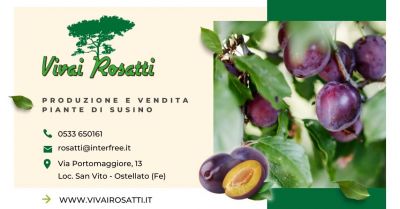 offerta produzione e vendita piante di susino italia occasione fornitura alberi susino italia