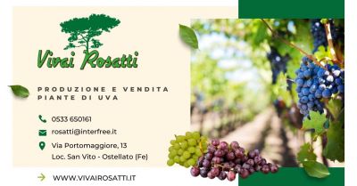 offerta produzione e vendita piante di uva qualita italia occasione trova centro fornitura vigneti