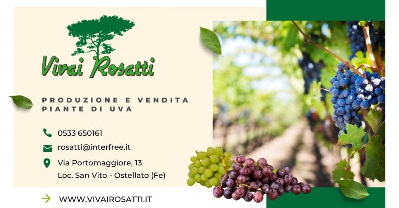 Offerta Produzione e Vendita piante di Uva qualità Italia - Occasione trova centro fornitura vigneti